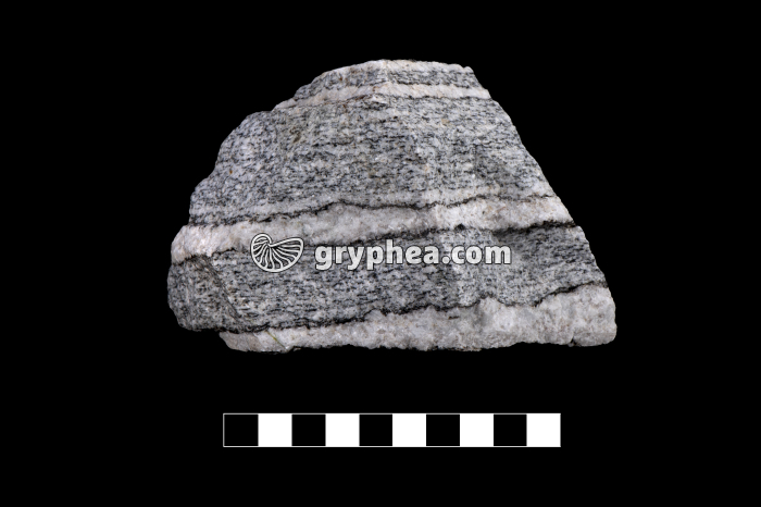 Migmatite - échantillon - gryphea.com